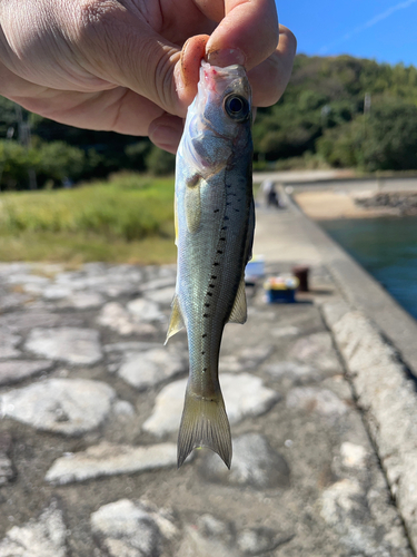 セイゴ（マルスズキ）の釣果