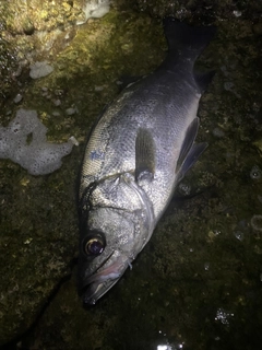 ヒラスズキの釣果