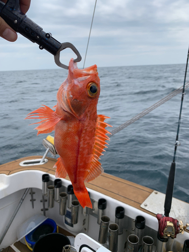 ユメカサゴの釣果