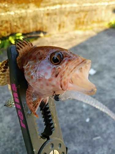 オオモンハタの釣果