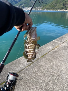 マハタの釣果