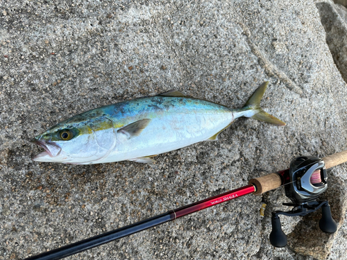 ヤズの釣果