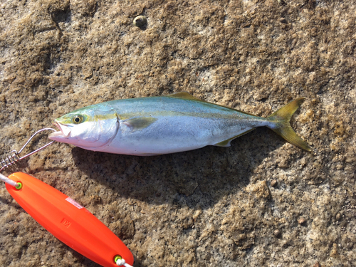 イナダの釣果