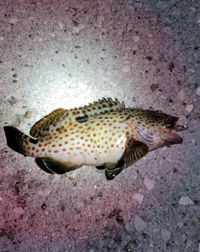 オオモンハタの釣果