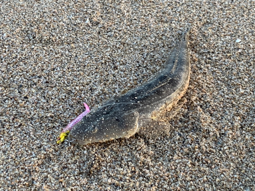 マゴチの釣果