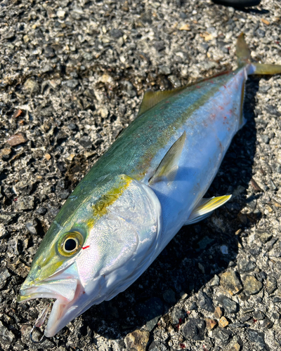 ハマチの釣果