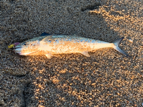 サゴシの釣果