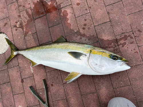 ブリの釣果