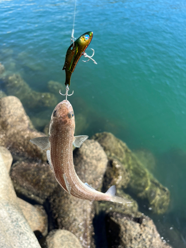 エソの釣果