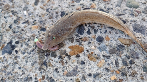 メゴチの釣果