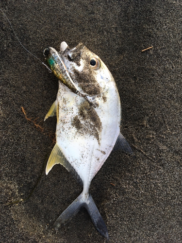 メッキの釣果