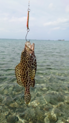 オオモンハタの釣果