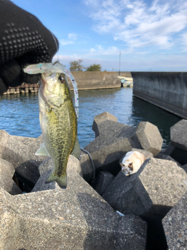 ブラックバスの釣果