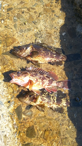 タケノコメバルの釣果