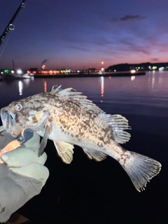 クロソイの釣果