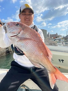 マダイの釣果