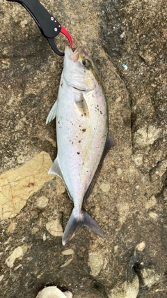 カンパチの釣果