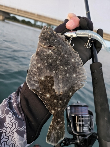 ソゲの釣果