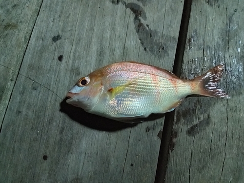 チダイの釣果