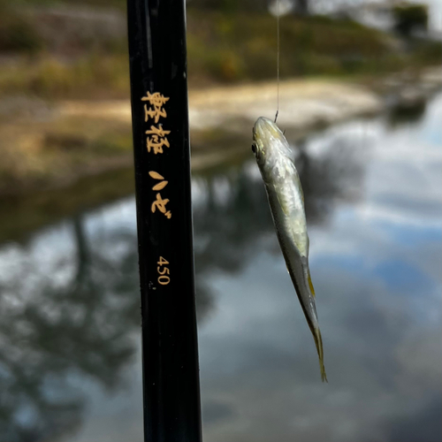 釣果