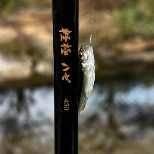 カワムツの釣果