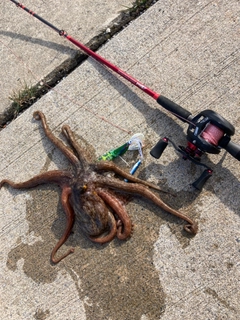 タコの釣果