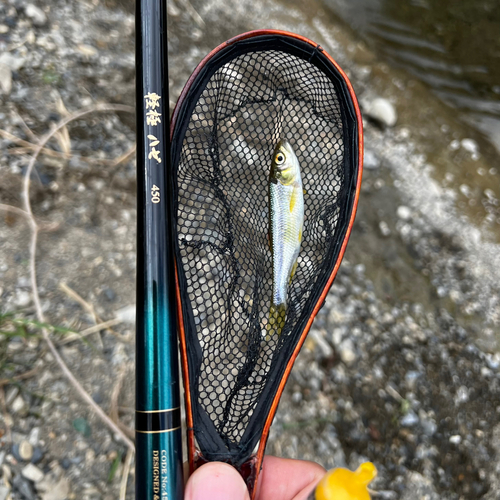 カワムツの釣果