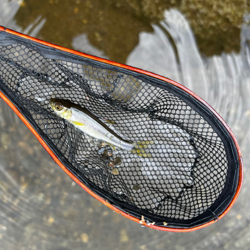 カワムツの釣果