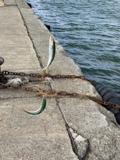 サバの釣果