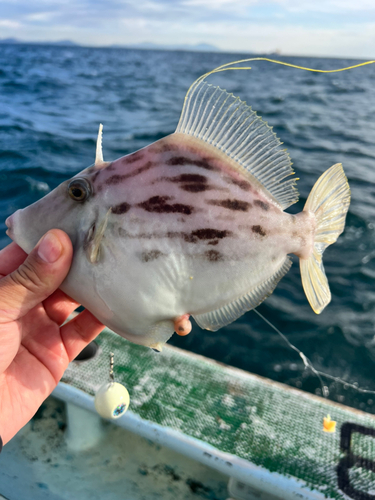 カワハギの釣果