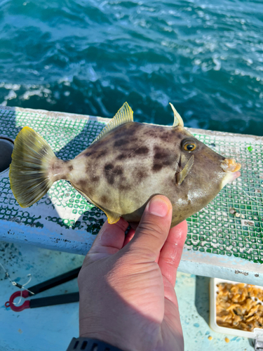 カワハギの釣果