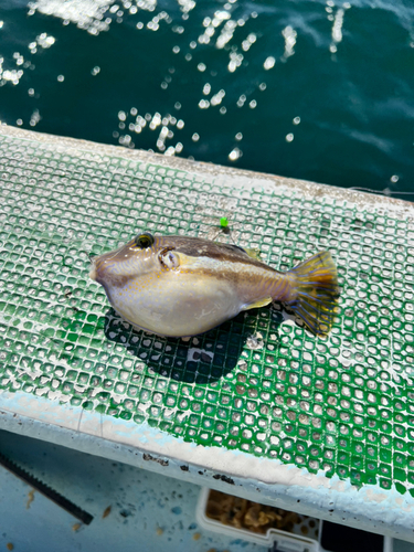 ベラの釣果