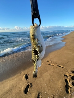 トラフグの釣果