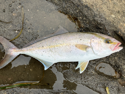 カンパチの釣果