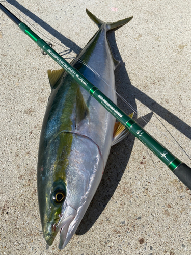 ブリの釣果