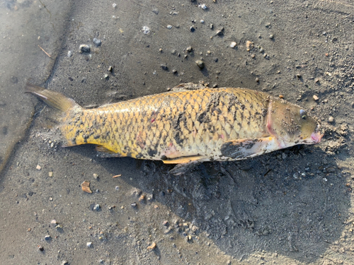 コイの釣果