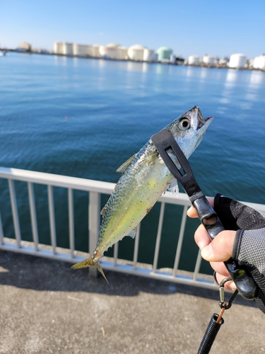 サバの釣果