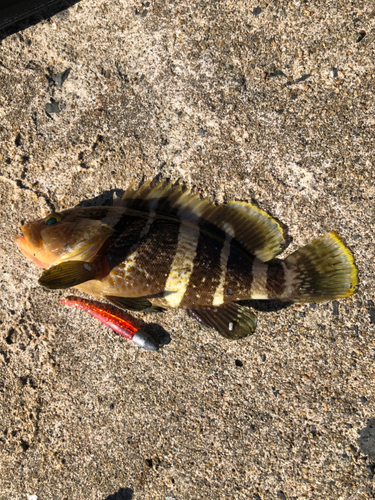 アオハタの釣果