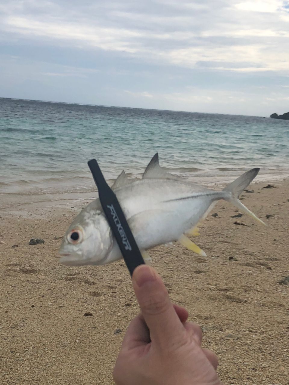 オニヒラアジ