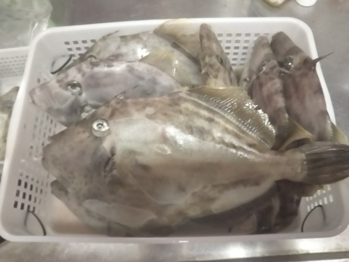 カワハギの釣果