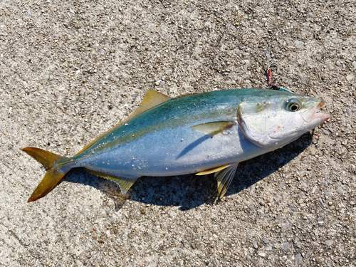 ヤズの釣果