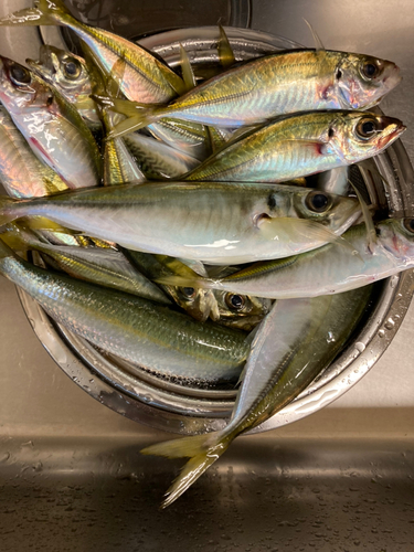 マアジの釣果