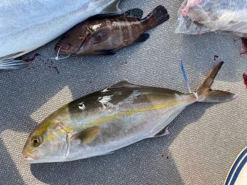 ショゴの釣果