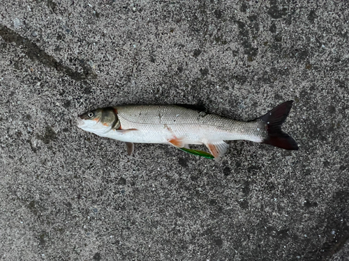 ウグイの釣果