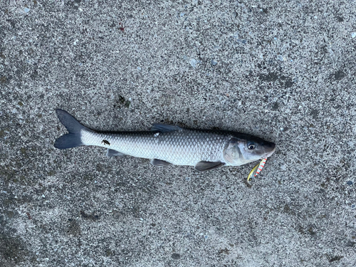 ニゴイの釣果