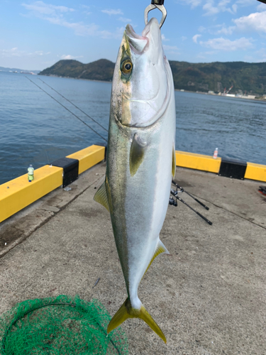 ハマチの釣果