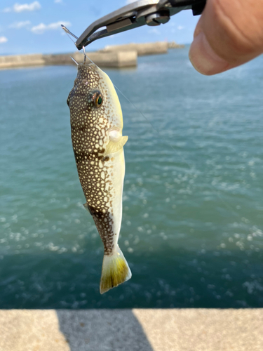 クサフグの釣果