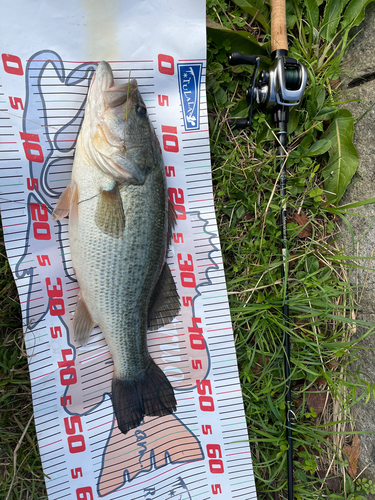 ブラックバスの釣果