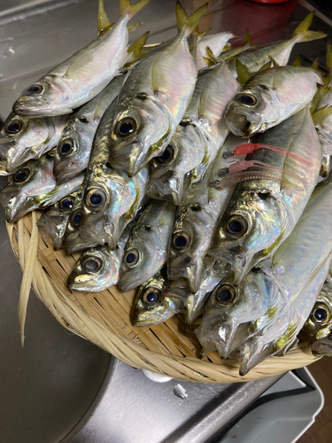 マアジの釣果