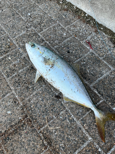 ハマチの釣果